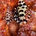 shrimp_coleman_bhr_tam_v_0595_bal6552.jpg